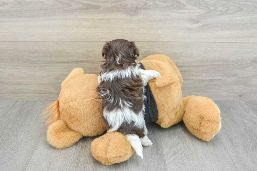 Fluffy Havaneser Purebred Puppy