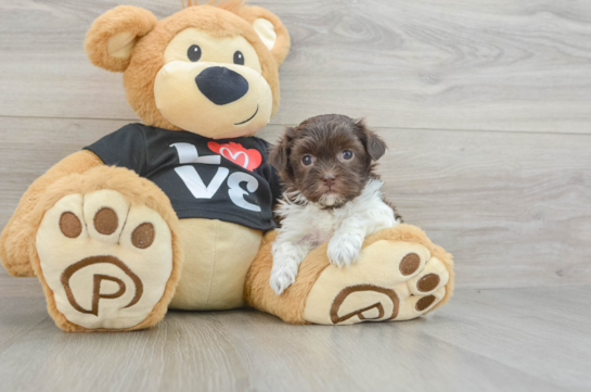 Havanese Pup Being Cute