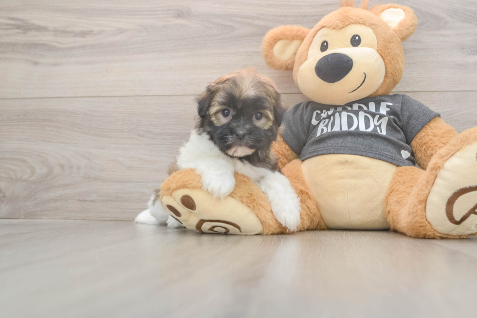 Meet Bonnie - our Havanese Puppy Photo  2/3 - Florida Fur Babies Funny Havanese Purebred Pup