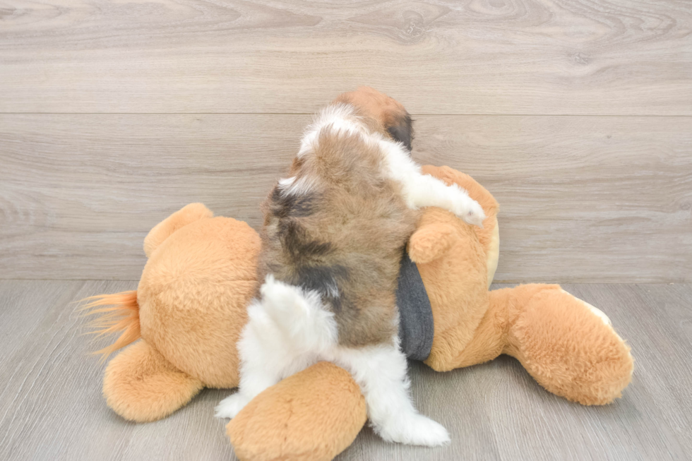 Meet Bonnie - our Havanese Puppy Photo  3/3 - Florida Fur Babies Best Havanese Baby