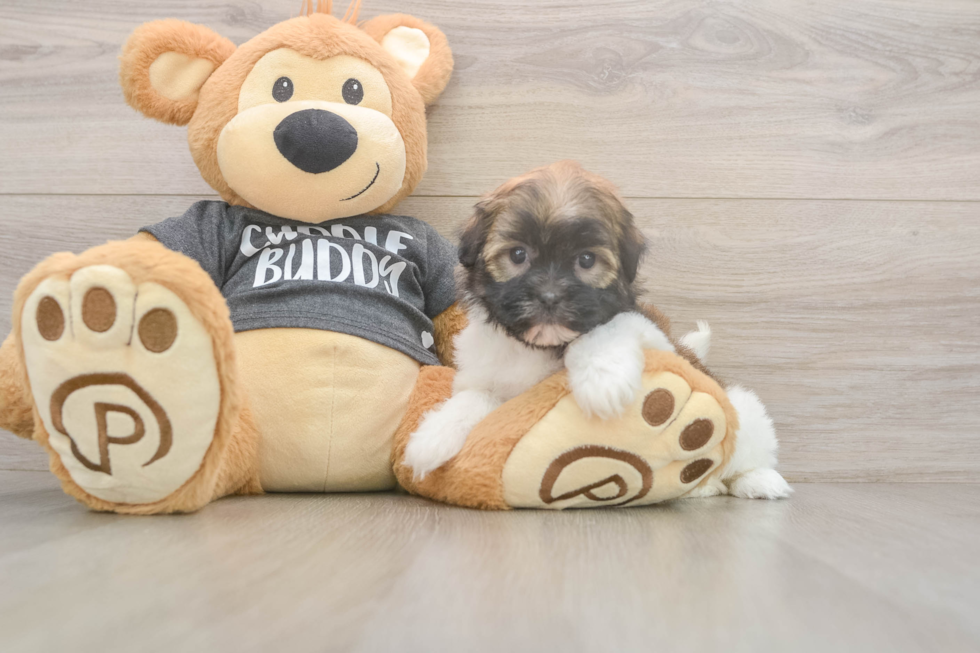 Meet Bonnie - our Havanese Puppy Photo  1/3 - Florida Fur Babies Cute Bichon Havanes Purebred Puppy