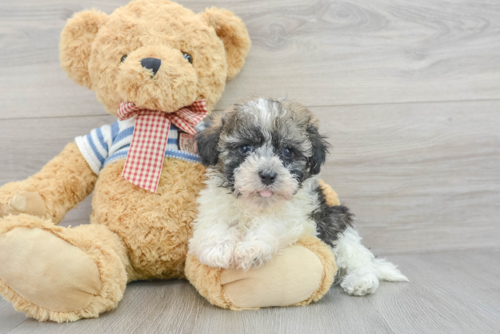 Hypoallergenic Havanese Purebred Pup