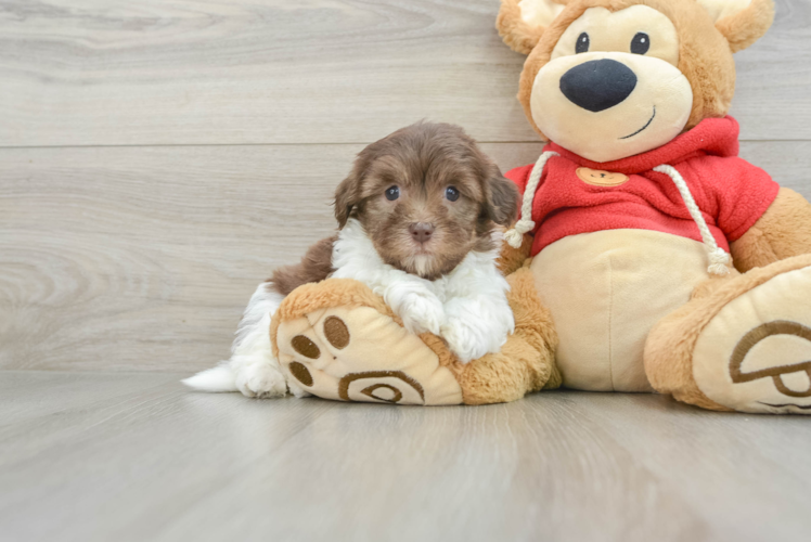 Hypoallergenic Havanese Baby