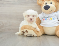 8 week old Havanese Puppy For Sale - Florida Fur Babies