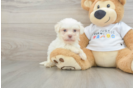 Small Havanese Purebred Pup