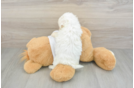Cute Havanese Cuban Bichon Purebred Puppy