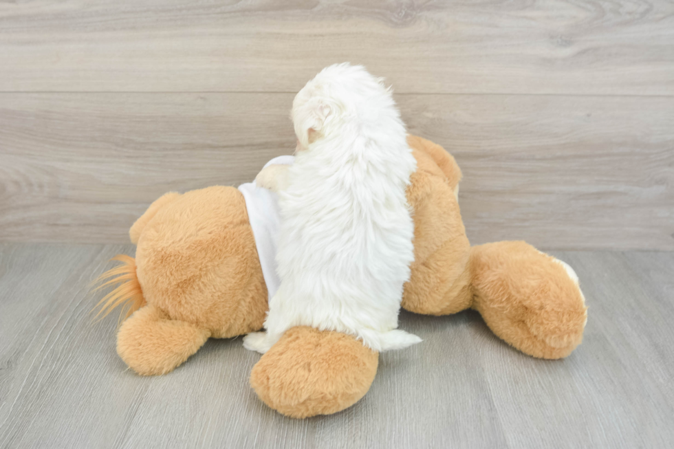 Cute Havanese Cuban Bichon Purebred Puppy