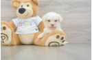 Havanese Pup Being Cute