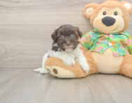 7 week old Havanese Puppy For Sale - Florida Fur Babies