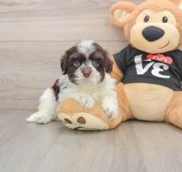 6 week old Havanese Puppy For Sale - Florida Fur Babies