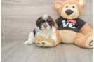 Havanese Pup Being Cute