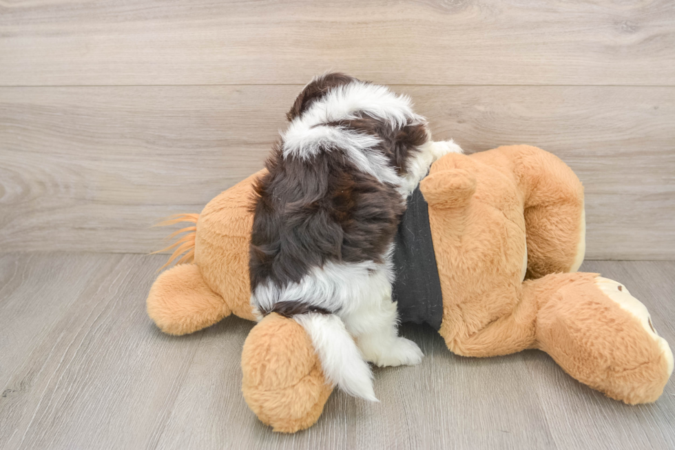 Havanese Pup Being Cute