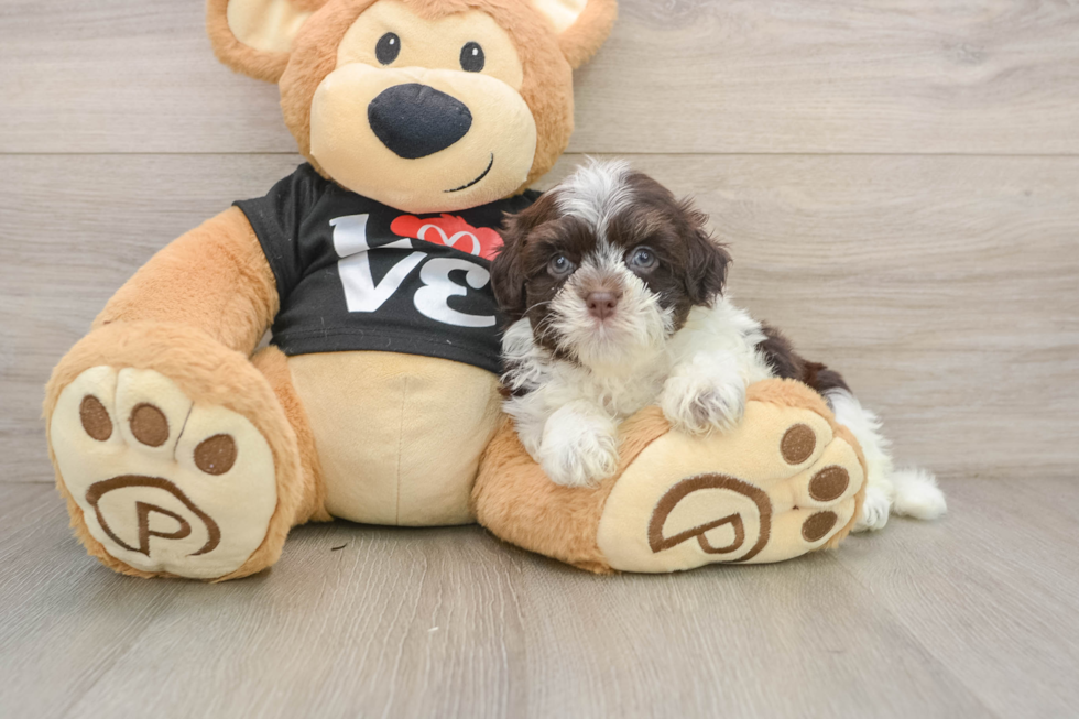 Small Havanese Purebred Pup