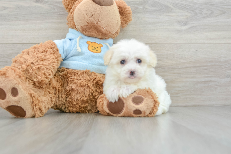 Adorable Havanese Cuban Bichon Purebred Puppy