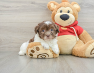 8 week old Havanese Puppy For Sale - Florida Fur Babies