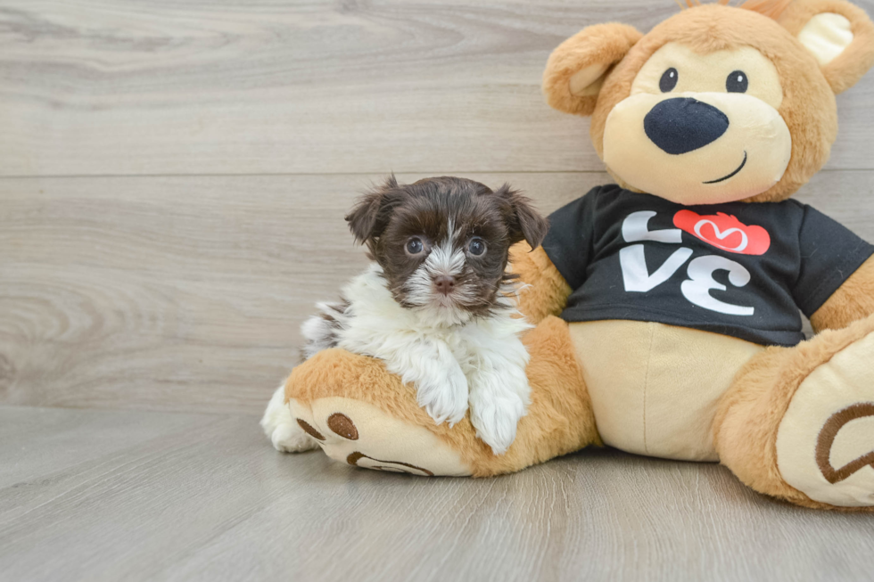 Friendly Havanese Purebred Pup