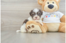 Best Havanese Baby