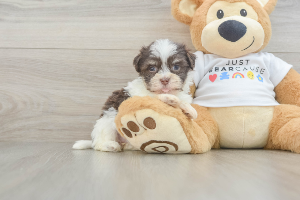 Best Havanese Baby