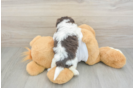 Akc Registered Havanese Baby