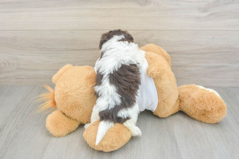 Akc Registered Havanese Baby