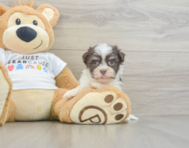 8 week old Havanese Puppy For Sale - Florida Fur Babies