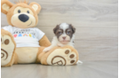 Havanese Puppy for Adoption