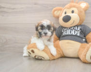 7 week old Havanese Puppy For Sale - Florida Fur Babies