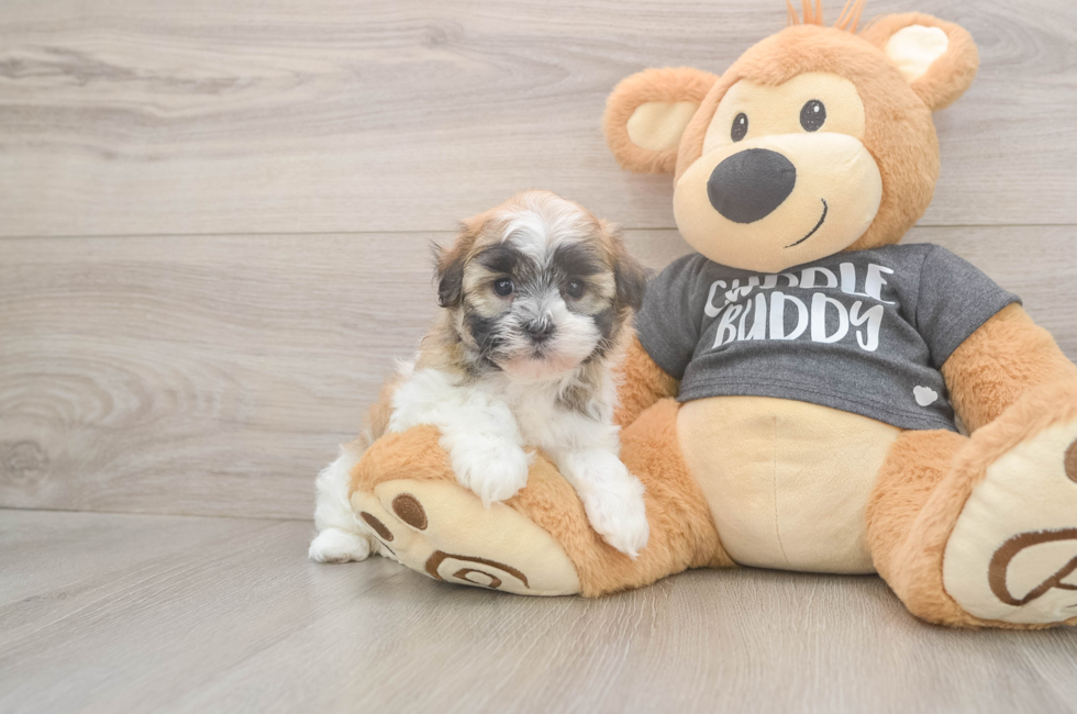 5 week old Havanese Puppy For Sale - Florida Fur Babies