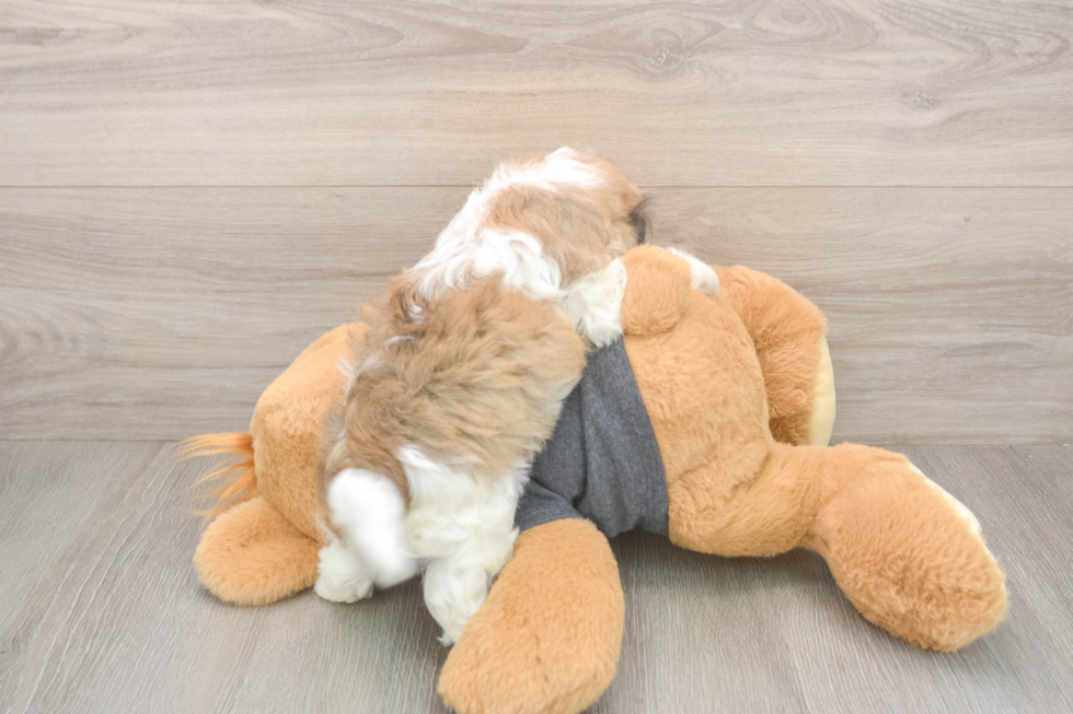 Meet Brittany - our Havanese Puppy Photo  3/3 - Florida Fur Babies Best Havanese Baby