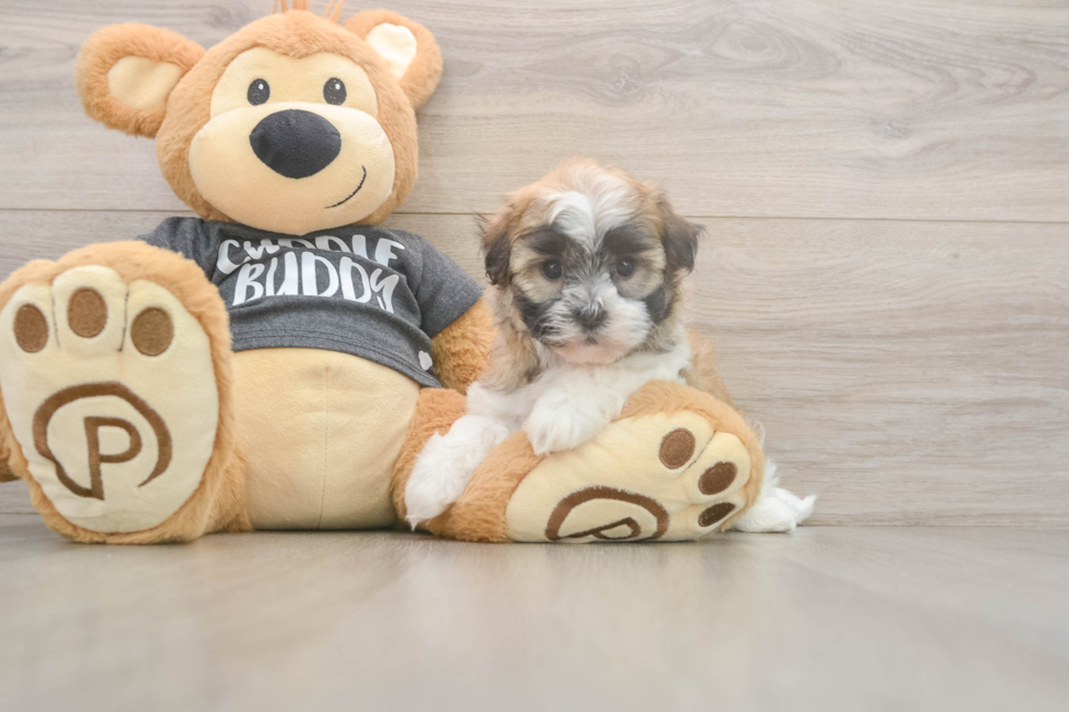 Meet Brittany - our Havanese Puppy Photo  2/3 - Florida Fur Babies Akc Registered Havanese Baby