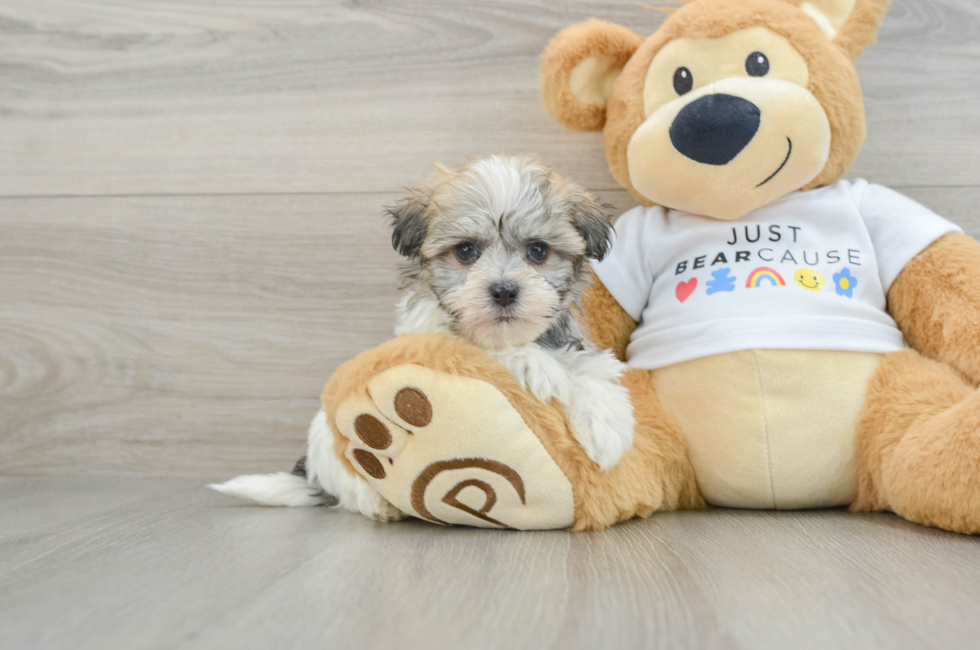 6 week old Havanese Puppy For Sale - Florida Fur Babies