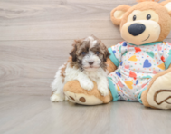 7 week old Havanese Puppy For Sale - Florida Fur Babies