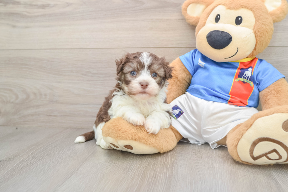 Energetic Havanese Cuban Bichon Purebred Puppy
