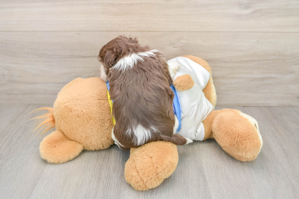 Friendly Havanese Baby