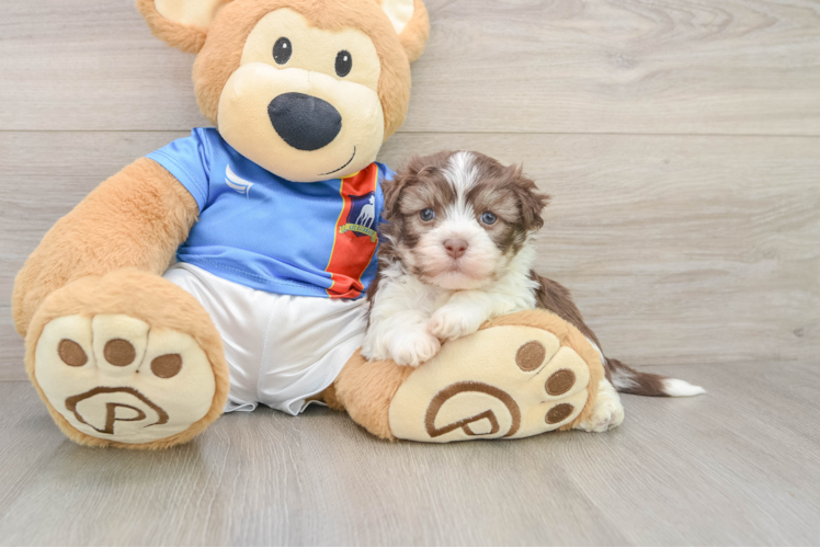 Havanese Puppy for Adoption
