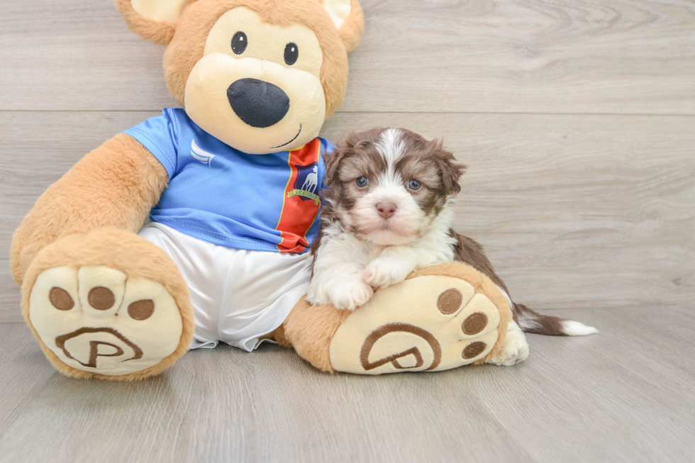 Havanese Puppy for Adoption