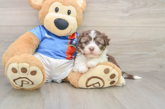 Havanese Puppy for Adoption
