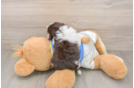 Havanese Puppy for Adoption