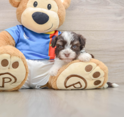 5 week old Havanese Puppy For Sale - Florida Fur Babies