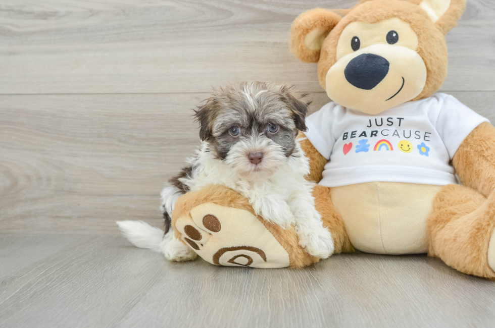 6 week old Havanese Puppy For Sale - Florida Fur Babies