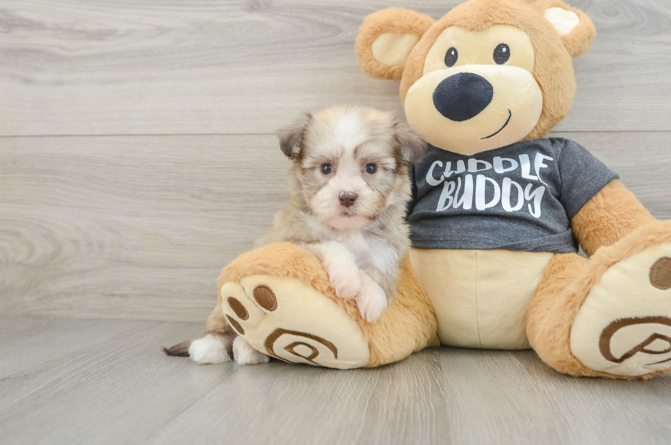 6 week old Havanese Puppy For Sale - Florida Fur Babies