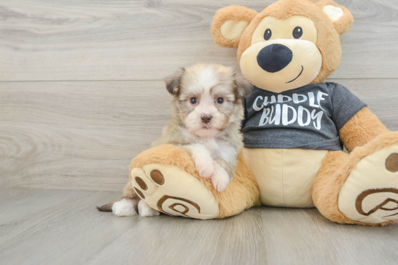 Meet Carolina - our Havanese Puppy Photo 1/3 - Florida Fur Babies