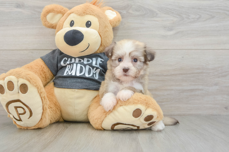 Meet Carolina - our Havanese Puppy Photo 3/3 - Florida Fur Babies