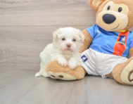5 week old Havanese Puppy For Sale - Florida Fur Babies