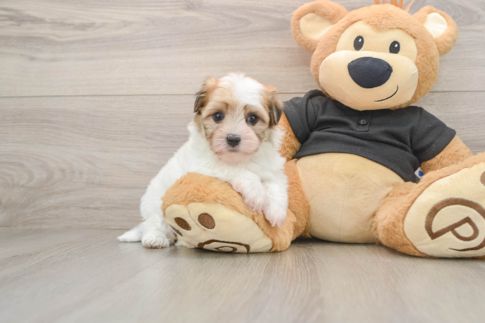Havanese Pup Being Cute