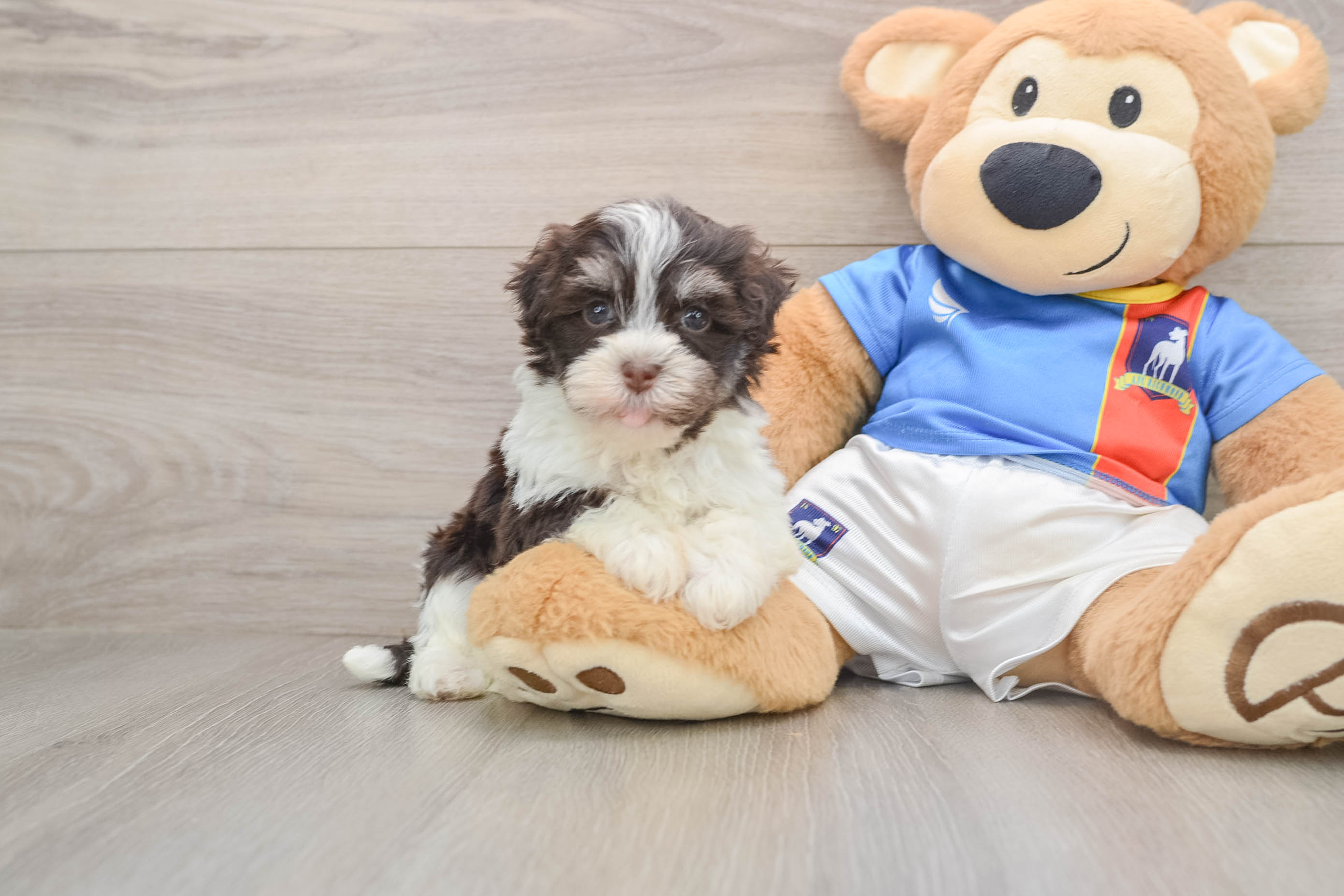 Havanese Puppy for Adoption