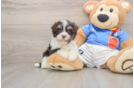 Havanese Puppy for Adoption