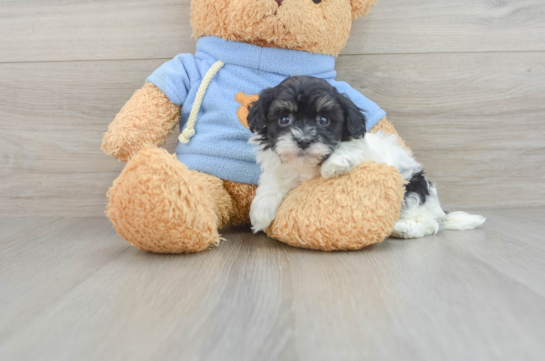 Havanese Pup Being Cute