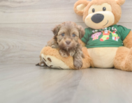 5 week old Havanese Puppy For Sale - Florida Fur Babies