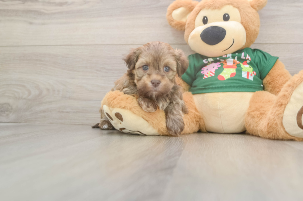 5 week old Havanese Puppy For Sale - Florida Fur Babies